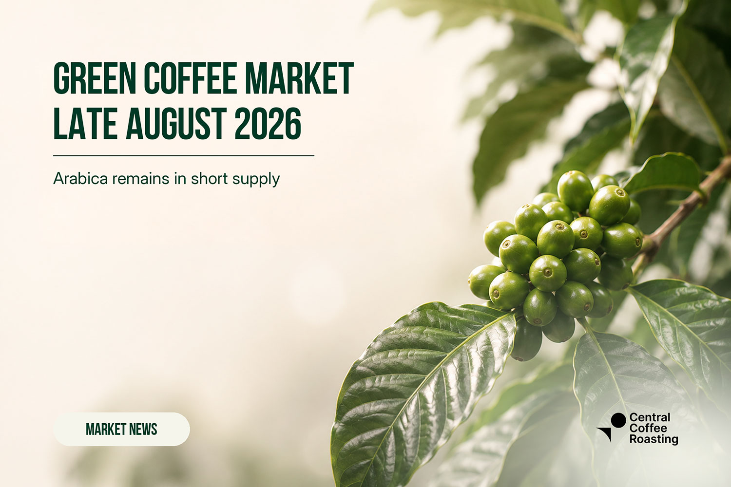 Green Coffee Market: Week 34 of 2026 | Green Coffee Hub