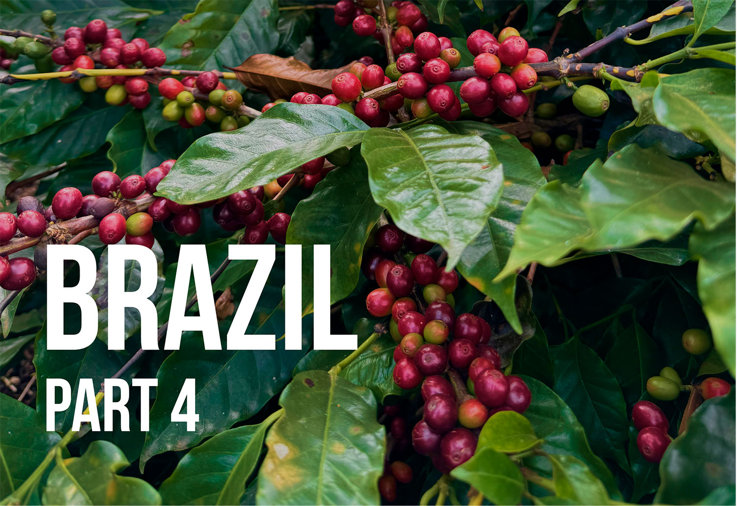 Inside CarmoCoffees: How Green Coffee Is Sorted and Packed in Brazil